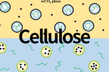 셀룰로스, 고부가 화학원료로 활용
