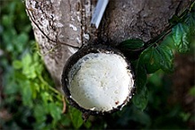 천연고무, 타이어 부진으로 하락세